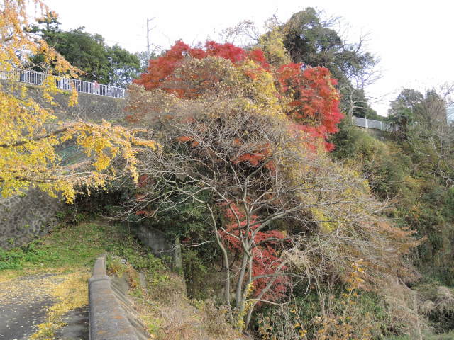 広瀬川の崖の紅葉_f0100593_19492547.jpg