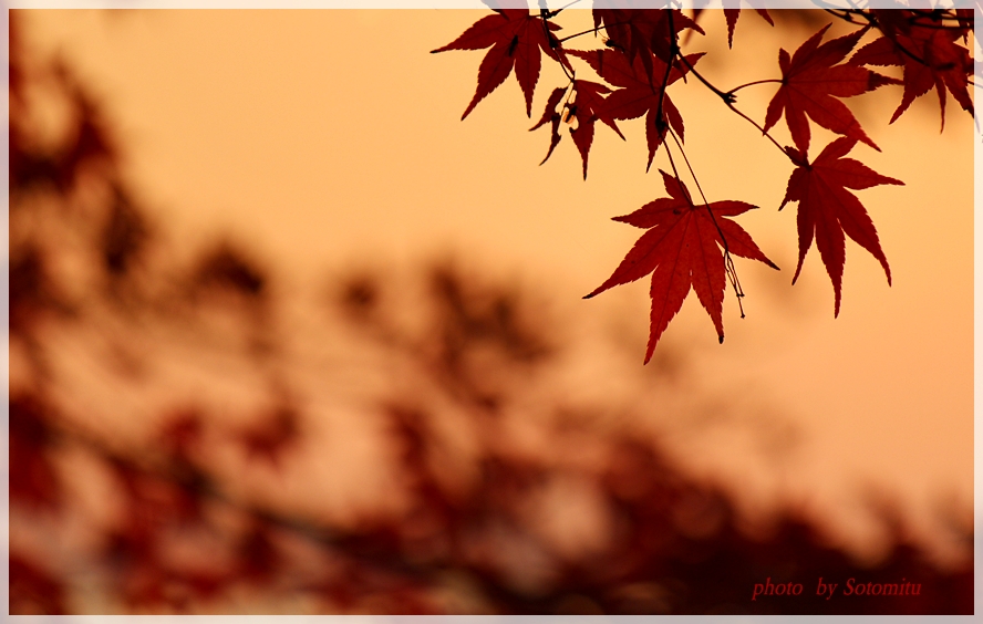 夕焼け紅葉 流れのほとり