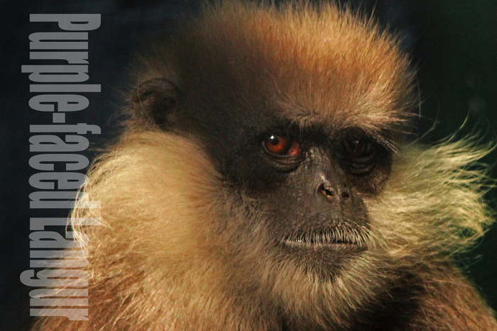 カオムラサキラングール：Purple-faced Langur _b0249597_5122234.jpg