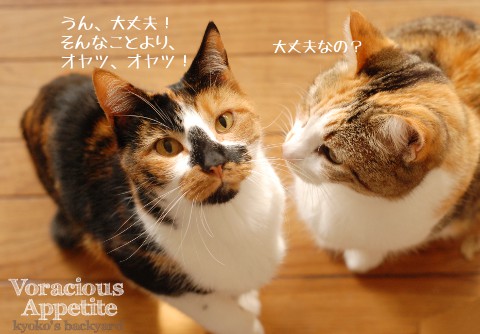 下痢でも、食欲旺盛な猫_b0253205_0275639.jpg