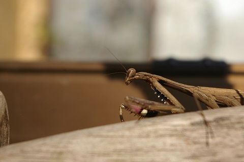 カマキリが…_b0275715_20495210.jpg