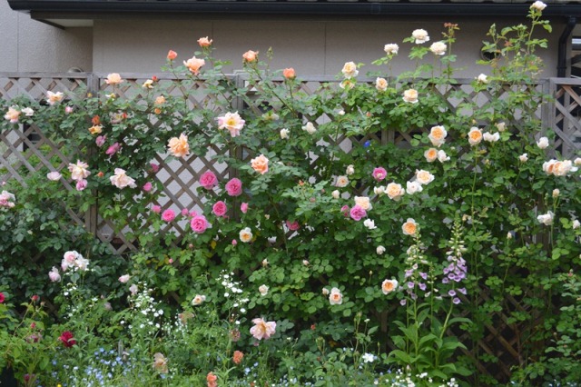 d0096422_14561784.jpg