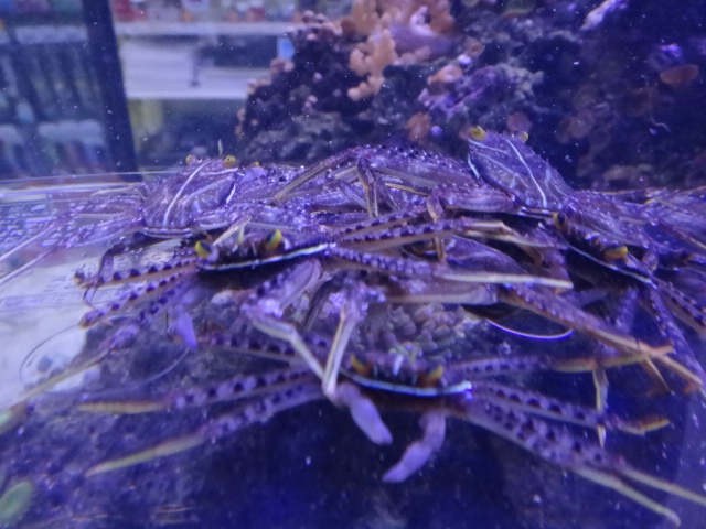 131204 海水魚・水草・エビ_f0189122_12291497.jpg