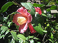 d0149223_13545169.jpg