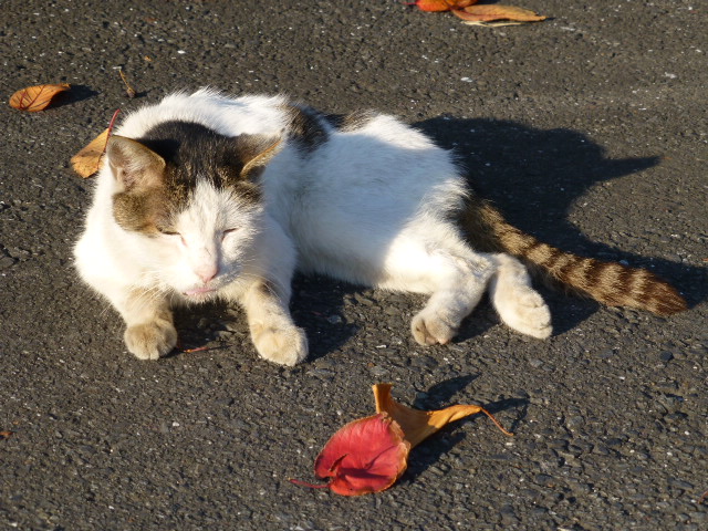 今日は猫日和_e0237625_16181864.jpg