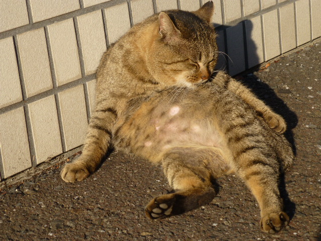 今日は猫日和_e0237625_16243833.jpg