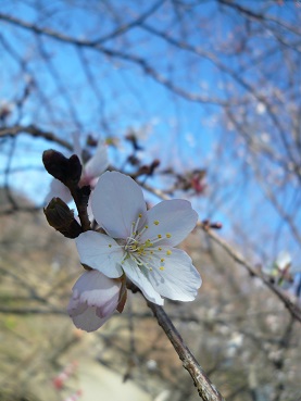 冬桜deお花見_c0226331_17575234.jpg