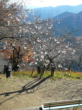 冬桜deお花見_c0226331_1814245.jpg