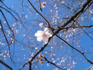 冬桜deお花見_c0226331_1825097.jpg