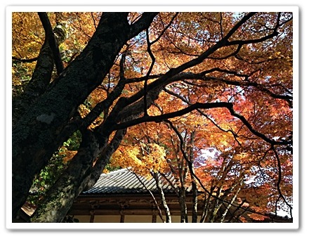 西国33カ所の番外　花山院菩提寺_d0017632_21281110.jpg