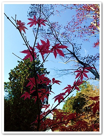 西国33カ所の番外　花山院菩提寺_d0017632_2131132.jpg