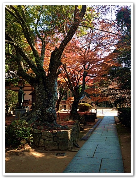 西国33カ所の番外　花山院菩提寺_d0017632_21322066.jpg