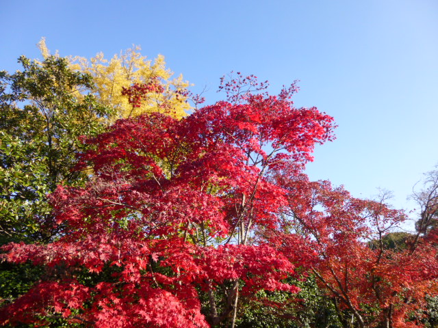 京都の紅葉　2013　12/04　速報！！_d0106134_21484911.jpg