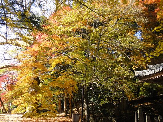 国東の紅葉観賞_e0164643_14592826.jpg