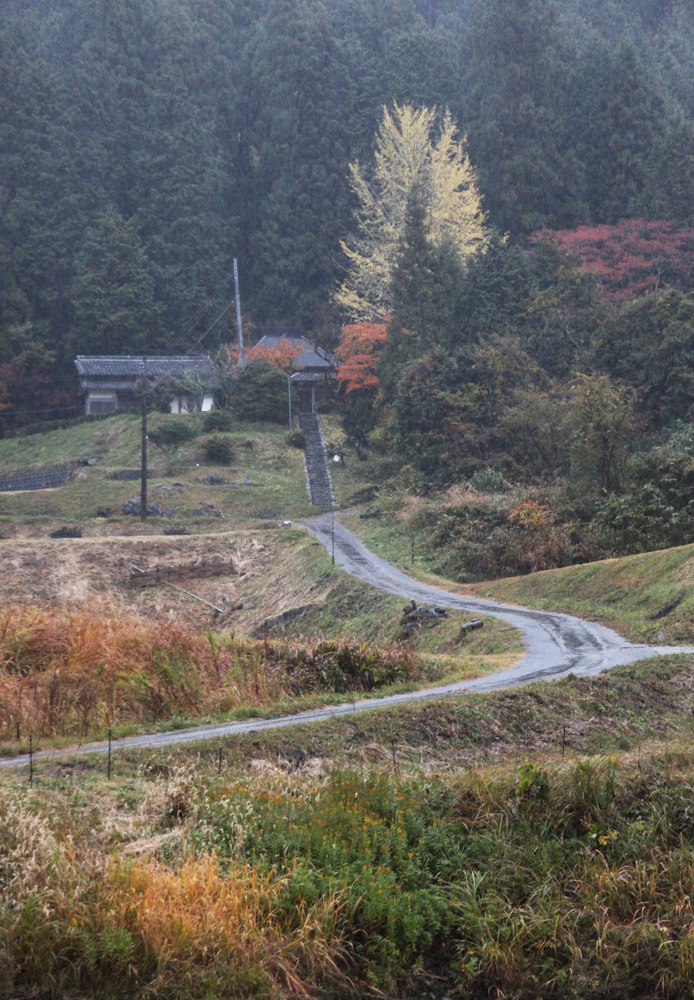 奈良市　都祁吐山町　柿の木　イチョウ　雨情_c0108146_20572174.jpg