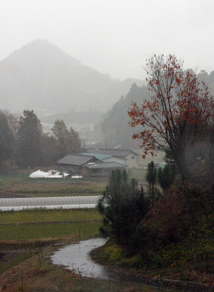 奈良市　都祁吐山町　柿の木　イチョウ　雨情_c0108146_20574766.jpg