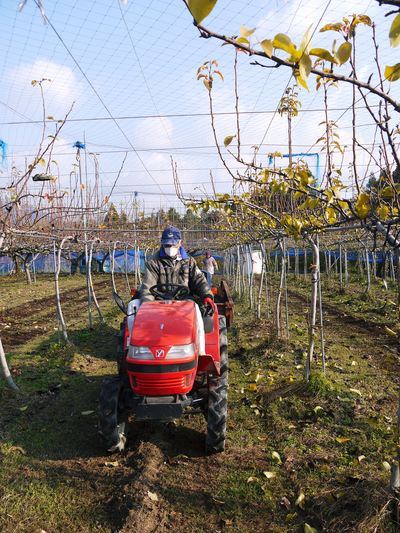 熊本梨　岩永農園　来年も美味しい梨を実らせるための堆肥ふり_a0254656_16364813.jpg