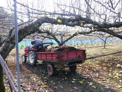 熊本梨　岩永農園　来年も美味しい梨を実らせるための堆肥ふり_a0254656_1645379.jpg