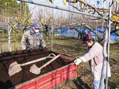 熊本梨　岩永農園　来年も美味しい梨を実らせるための堆肥ふり_a0254656_1654127.jpg