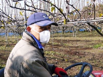 熊本梨　岩永農園　来年も美味しい梨を実らせるための堆肥ふり_a0254656_17165474.jpg