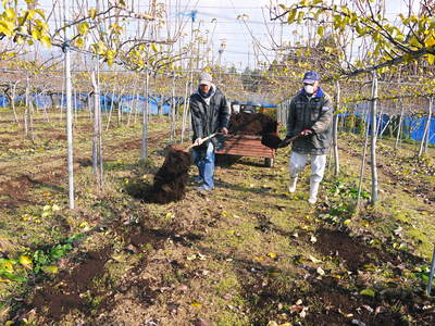 熊本梨　岩永農園　来年も美味しい梨を実らせるための堆肥ふり_a0254656_17211713.jpg