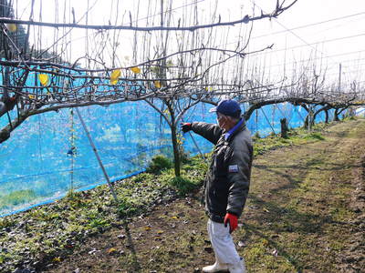 熊本梨 岩永農園 来年も美味しい梨を実らせるための堆肥ふり_a0254656_17271077.jpg