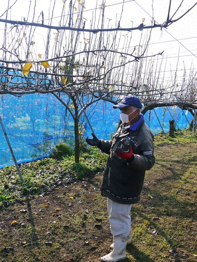 熊本梨　岩永農園　来年も美味しい梨を実らせるための堆肥ふり_a0254656_1736138.jpg