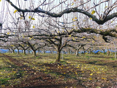 熊本梨　岩永農園　来年も美味しい梨を実らせるための堆肥ふり_a0254656_17472627.jpg
