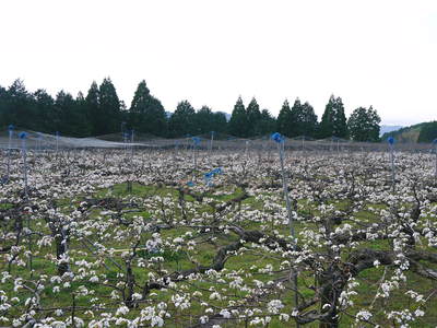 熊本梨　岩永農園　来年も美味しい梨を実らせるための堆肥ふり_a0254656_17503265.jpg