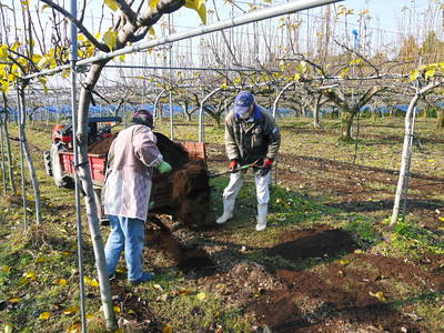 熊本梨　岩永農園　来年も美味しい梨を実らせるための堆肥ふり_a0254656_1785625.jpg