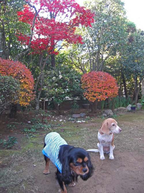 私んちの紅葉_b0045357_10451510.jpg