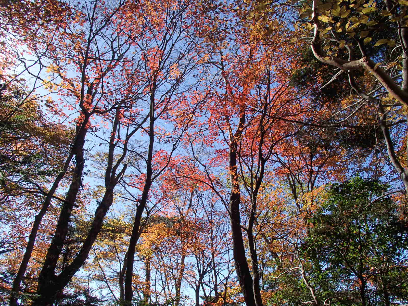 紅葉の栗野岳_b0276758_17163826.jpg