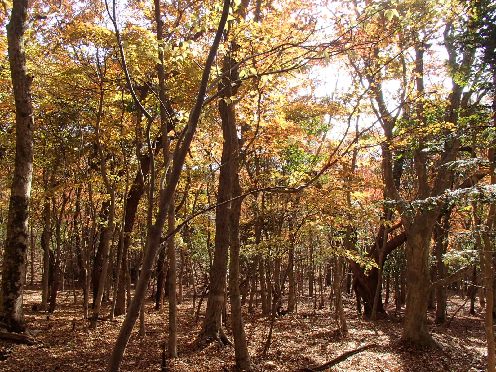 紅葉の栗野岳_b0276758_17291827.jpg