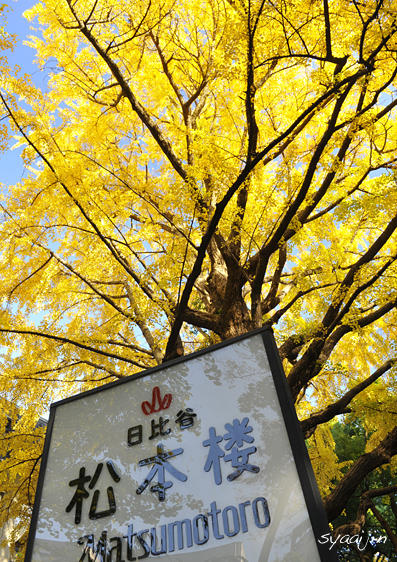 首かけイチョウの黄葉 日比谷公園 写愛館 首かけイチョウの黄葉 日比谷公園 写愛館