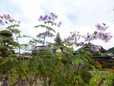 b0096463_1113404.jpg