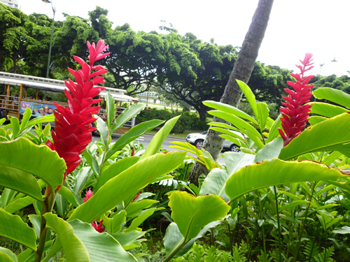 HAWAII FIVE-O巡礼・HAWAII FIVE-Oグッズショップ訪問@ハワイでごはん2013秋_c0152767_22145594.jpg