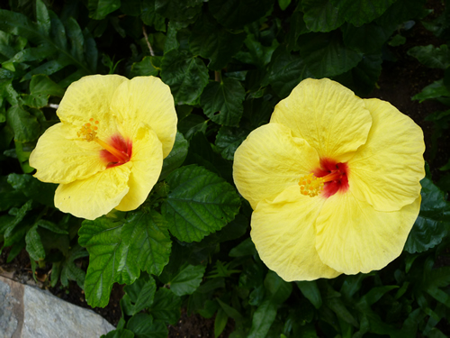 HAWAII FIVE-O巡礼・HAWAII FIVE-Oグッズショップ訪問@ハワイでごはん2013秋_c0152767_22173463.jpg