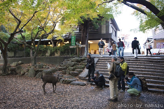 奈良公園オフ会（石段のある風景）_b0280176_18403234.jpg