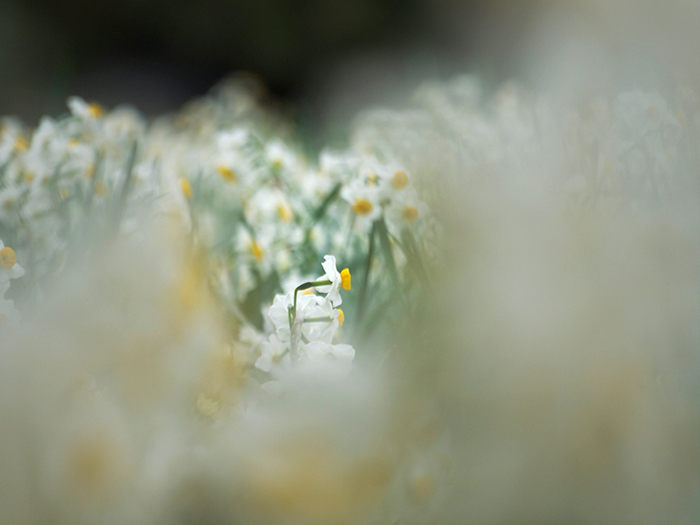 ＊Flowers＊2011年を振り返って vol.1_a0161380_10595333.jpg