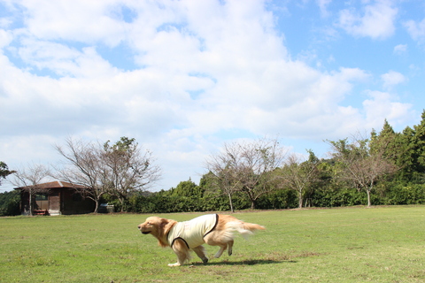 わんわん運動会♡１_a0220681_1243882.jpg