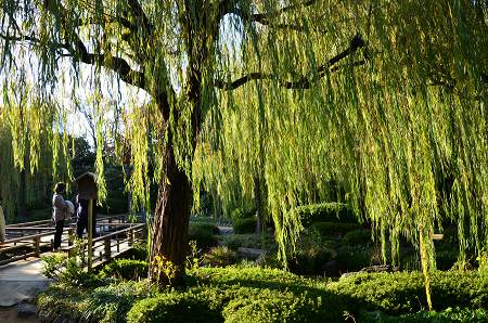 大仙公園　庭園の紅葉2013②_c0229483_0134118.jpg