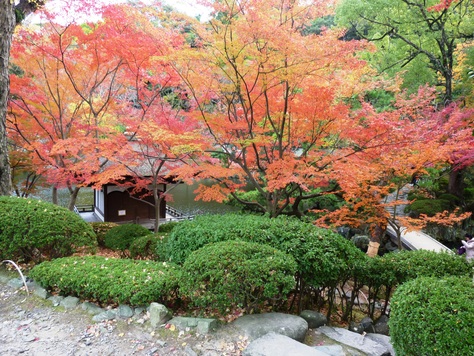 立派な石垣と連立式天守、紅葉が見ごろの和歌山城_c0202290_0265411.jpg