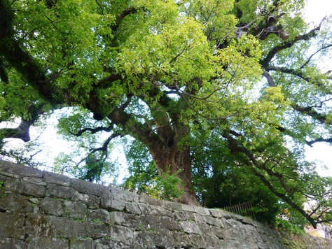 立派な石垣と連立式天守、紅葉が見ごろの和歌山城_c0202290_0433493.jpg