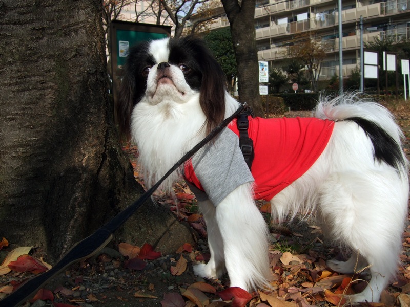 今日の朝ん歩は公園に先約おりました（今日の2人目つき悪いです(笑)）_a0155999_11144449.jpg