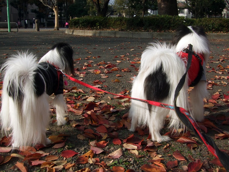 今日の朝ん歩は公園に先約おりました（今日の2人目つき悪いです(笑)）_a0155999_11193006.jpg