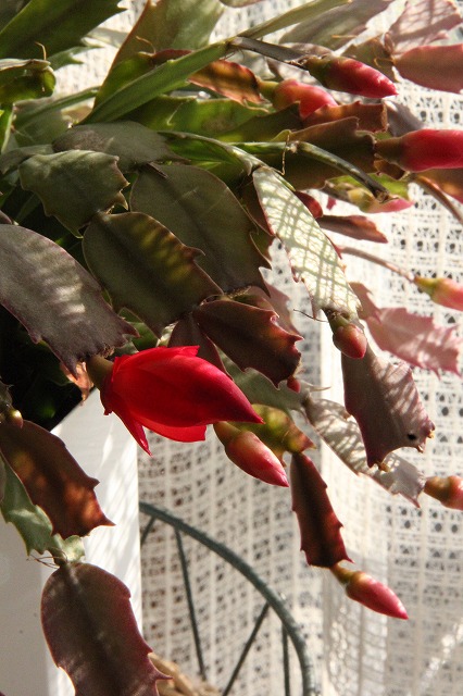 a0123003_1738537.jpg