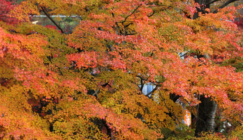 b0162110_21435620.jpg