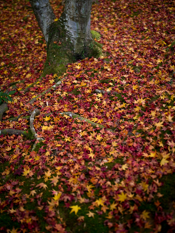 常寂光寺_f0129532_18454871.jpg