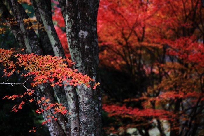 高蔵寺_a0294534_17181532.jpg