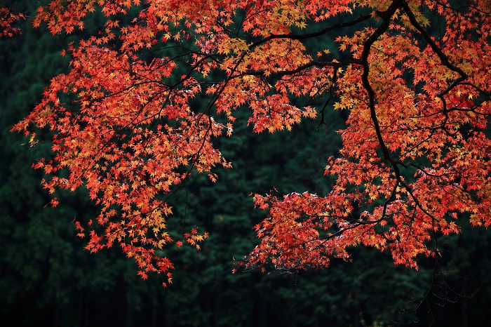 高蔵寺_a0294534_1719517.jpg